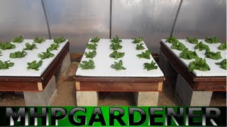 Hydroponic Lettuce Experiment - Comparing Water Soluble Fertilizers