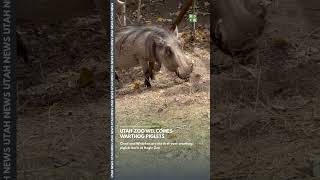 Warthog piglets born at UTAH zoo
Three-year-old common warthog Tikiti gave birth to two healthy male piglets on Sunday, June 14, 2026, marking the first warthog piglets ever born at Utahs Hogle Zoo! #warthog #utah #zoo Warthog piglets born at UTAH zoo