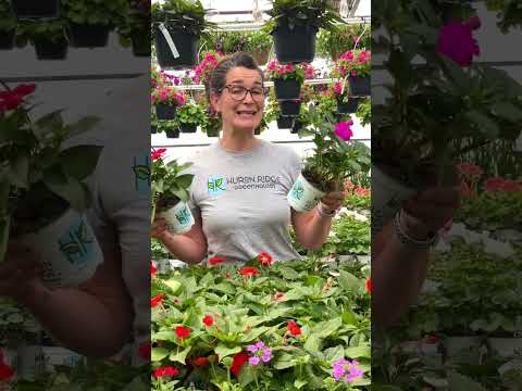 Video: Sunpatiens-Pflanzenpflege – Anbau von Sunpatiens-Pflanzen im Garten