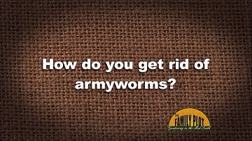 Q&A - How do you get rid of armyworms?
