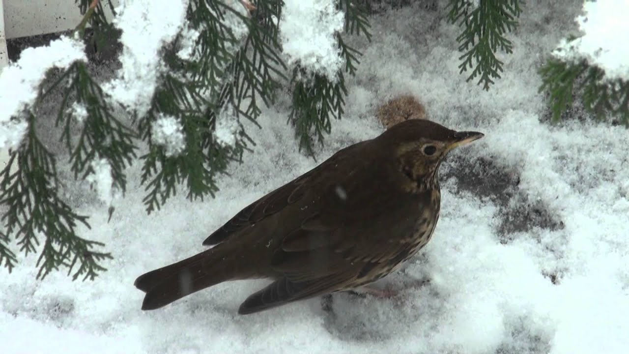 Vogels in de Winter 2012 YouTube