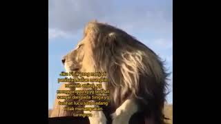 story wa singa raja rimba