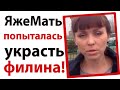 ЯжеМать попыталась украсть филина!