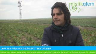 Şanlıurfanın Ağlayan Gelinleri: Ters Laleler