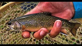Small Stream Fishing In Idaho. All Dry Fly Fishing All Brook Trout