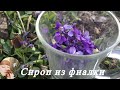 Сироп из цветов фиалки (фиалковый сироп). Сиропы из цветов. Viola odorata