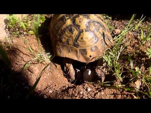 Hermann's tortoise arranging eggs inside the nest