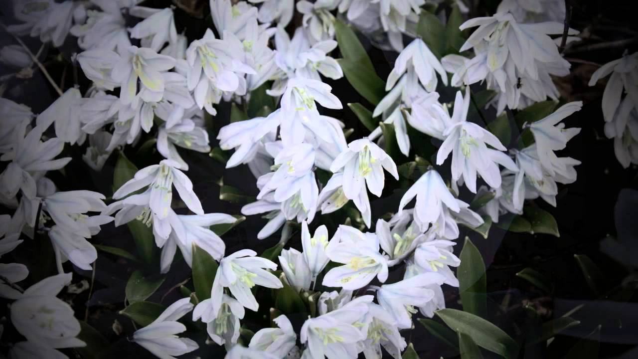 В лунном сиянье ♡ Puschkinie ♡ Пушкиниа ♡ Puschkinia Scilloides♡StripedSquills