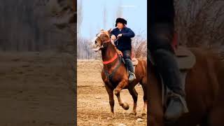 The best horses part15 #horse #animals #shorts #horseplanet #horses #planetofanimals #newvideo #4k