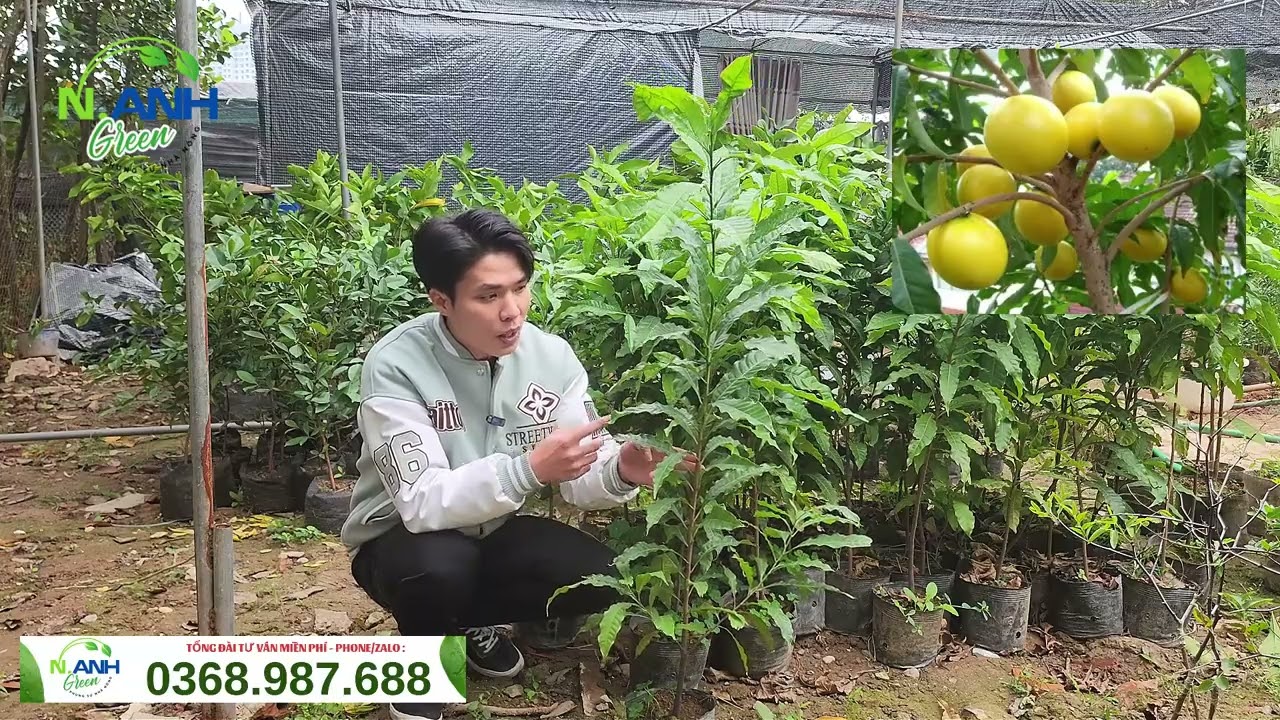 Giống Vú Sữa Hoàng Kim Bầu Nhỡ: Cây Khỏe, Nhanh Trái Tại Nhà Vườn Nguyên Anh