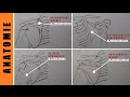 Aufwärmen Bankdrücken - Anatomie Rotatorenmanschette - Vorteile Aufwärmen