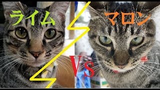 猫の兄弟喧嘩！オス猫同士の戦い！ライムVSマロン第二回戦！ - YouTube