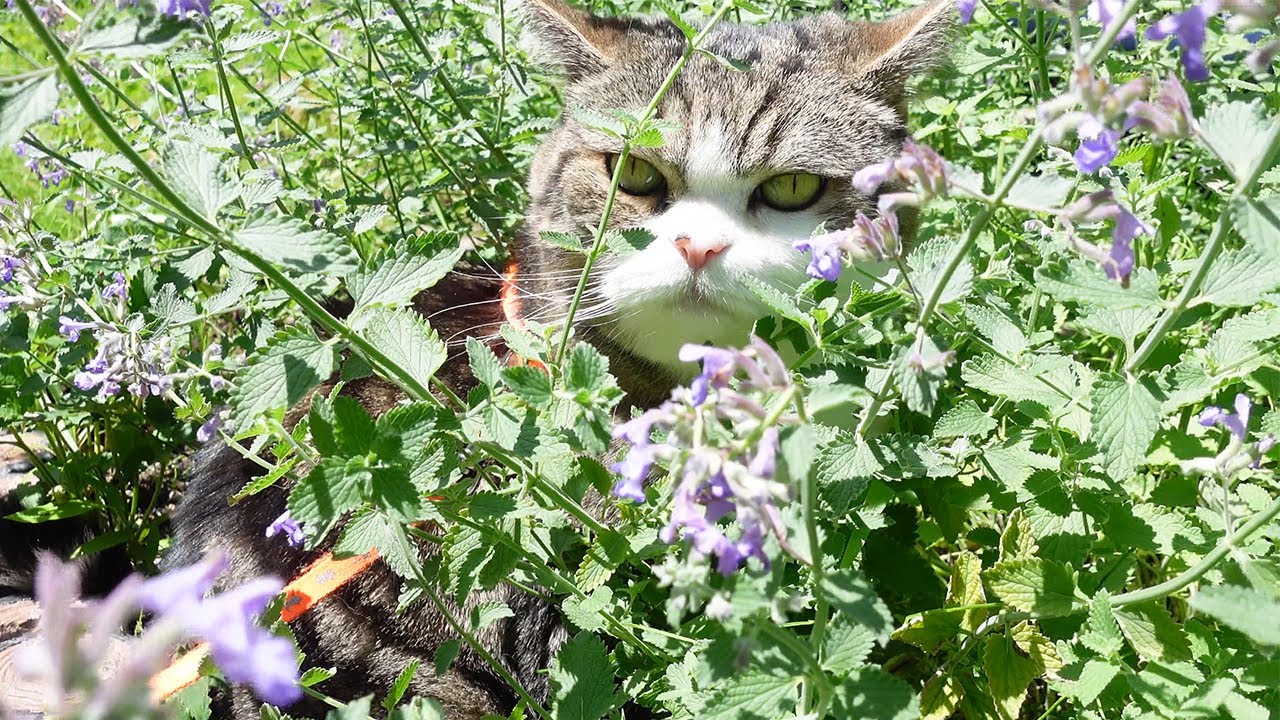 大好きなキャットミントに埋もれるねこ Maru Is Happy Among Favorite Cat Mints Youtube