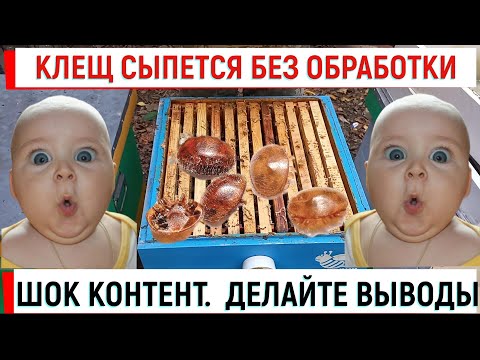 Шок контент!  Делайте выводы!  Клещ сыпется сам?!