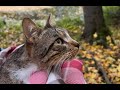 А вот и он! 🐱🐱🐱 #АкробатЖиви (реквизиты под видео 🙏)