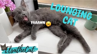 A Russian Blue Cat Lounging by Elsa and Dalila  2,498 views 3 years ago 59 seconds