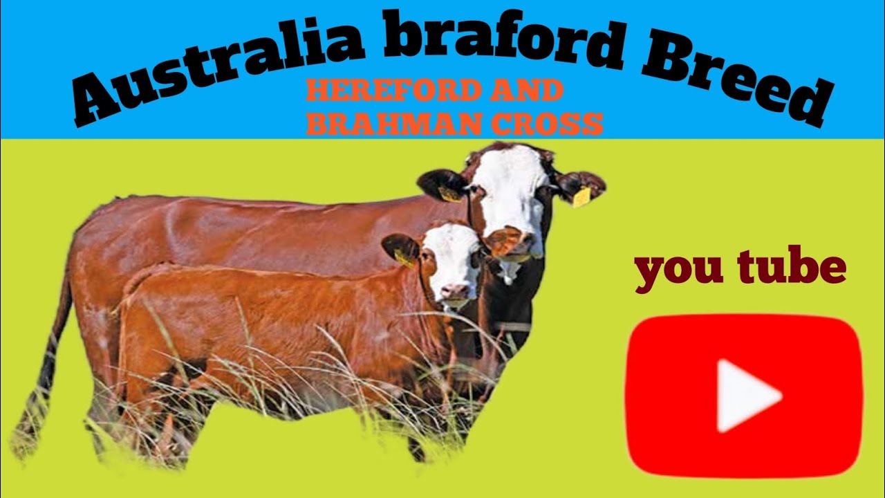 Bradford cow is an Aussie beef breed , mix of Brahman + Hereford.