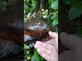 We Discovered Something Unexpected Under This Forest Shelter | Magical Rainy Day Moment