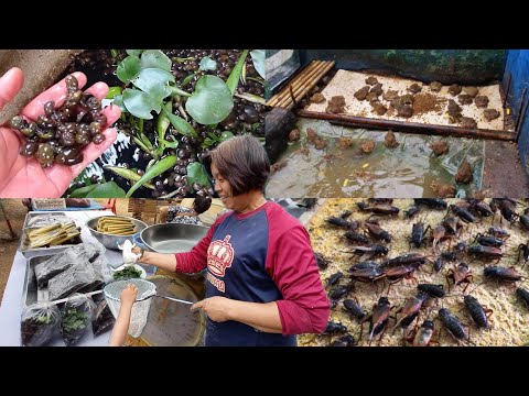 หน้าบ้านทำเกษตรเป็นอาชีพ(เสริม) รายได้ดี!!! พื้นที่แค่ไม่ถึงงาน | ทำเกษตร จ.เพชรบูรณ์