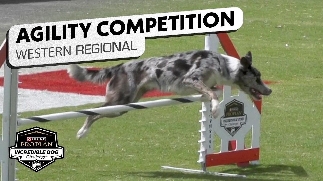 Incredible Dog Challenge 2026: Medium Dog Agility Competition Western Regional | NBC Sports