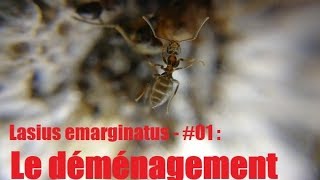 Lasius emarginatus - #01 : The relocation