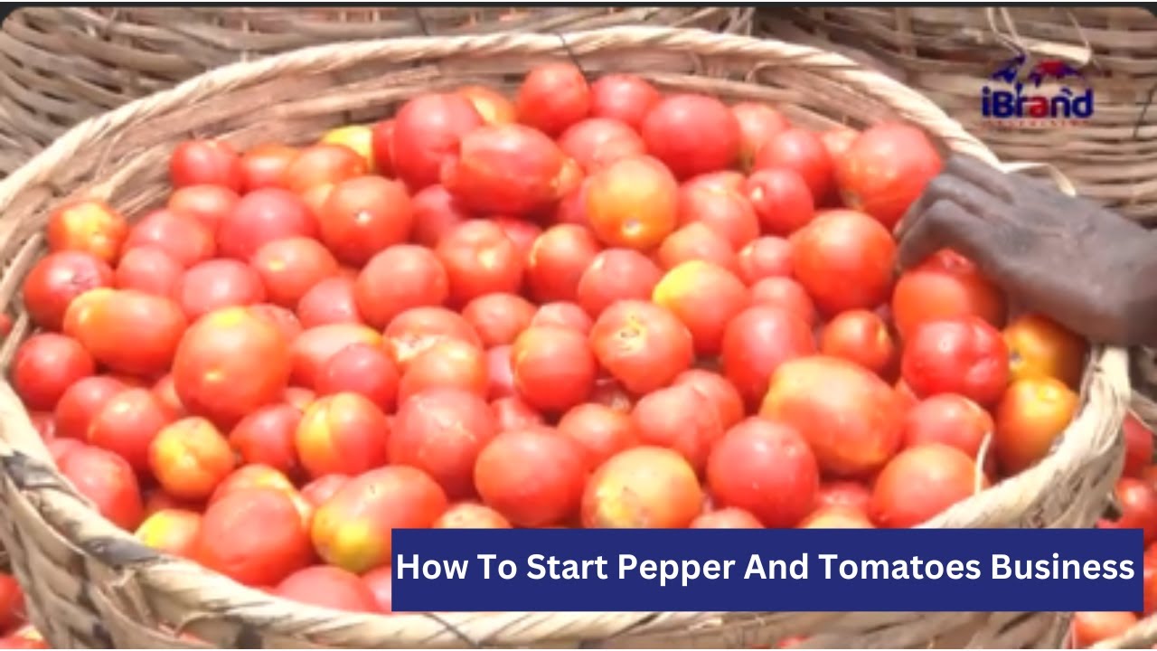 How To Start Pepper And Tomatoes Business | Inside Market