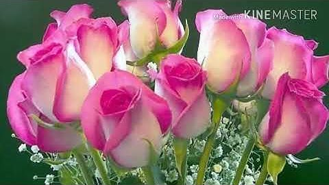 أواخر سورة الكهف من صلاة الفجر ١٦-٩-١٤٣٨للقارئ عبدالبديع محمد غيلان