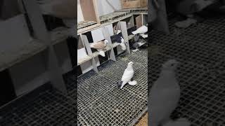 Malatya Paçalı Güvercin Yavru Beslemesi ❤️ Resimi