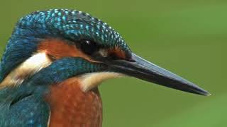 Common Kingfisher  Bird catching a fish  David Attenborough's opinion