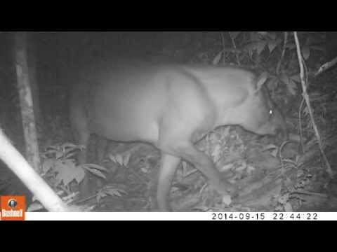 Video: Tapir er Lavlandstapir