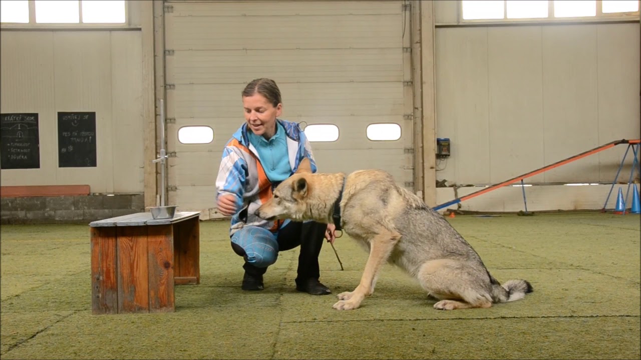 Doma se psem - Agility, 5. úkol - Měření psa na prvních závodech