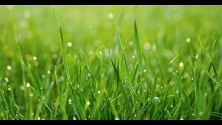 I'm Touching Grass