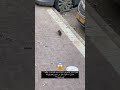 فيديو لدبابير تهاجم جرذ بسبب اقترابه من خليتها