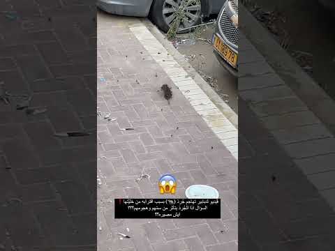 فيديو لدبابير تهاجم جرذ بسبب اقترابه من خليتها