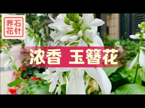 八月专业花店的小花和日枫 赏花 了解价格 Youtube