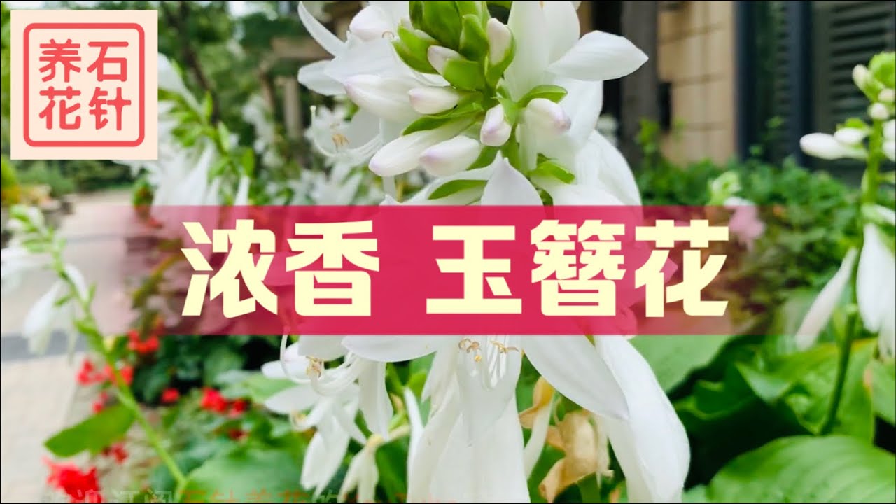浓香玉簪花 八月下旬的陶醉 Hosta Plantaginea Fragrant Plantain Lily Youtube