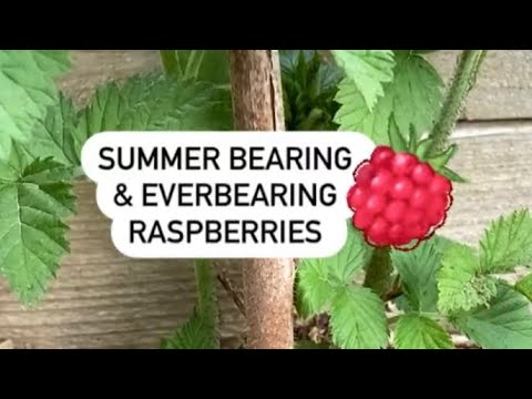 Video: Arctic Raspberry Plant Care – Sådan dyrkes bunddækkende hindbærplanter