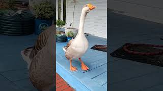 Gertrude has a lot to say#animals #goose #birds #farmlife #duck
