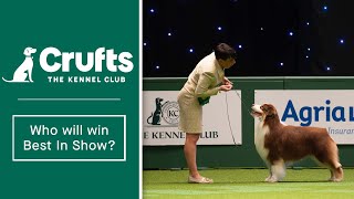 Group Judging Returns At Crufts 2022