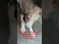 puppies adoption