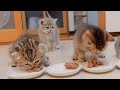 It's cute to see a kitten meowing loudly and getting angry when it's late for its meal.