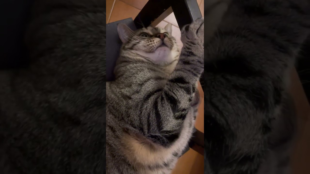 Why Cats Lie on their Backs #4