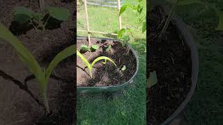 Backyard Garden update #gardening #growyourownfood #youtubeshorts