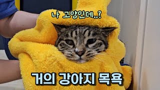 목욕을 강아지처럼 하는 고양이, 근데 집사 배에 상처난 이유