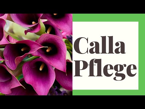 Video: Calla Lilien Garten