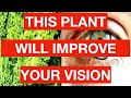 This Plant Will Improve Your Vision!!