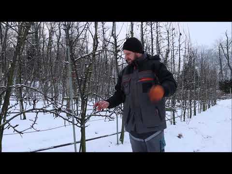 Q&A OWOCOWE [#2]