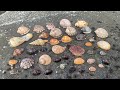 How To Find Australian Seashells | Seashell Hunting in Australia (JACKPOT)