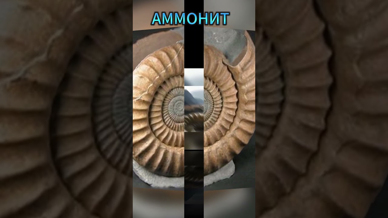 Аммонит