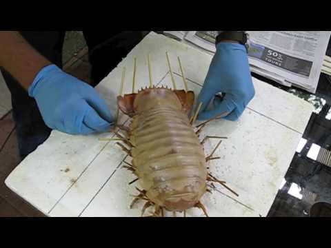 Giant Isopod. Making a display specimen.